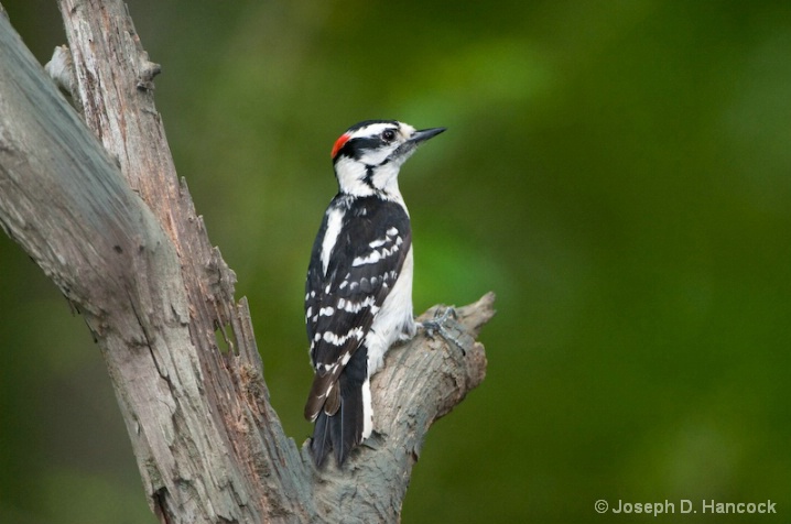 d300_2999 Downy Woodpecker