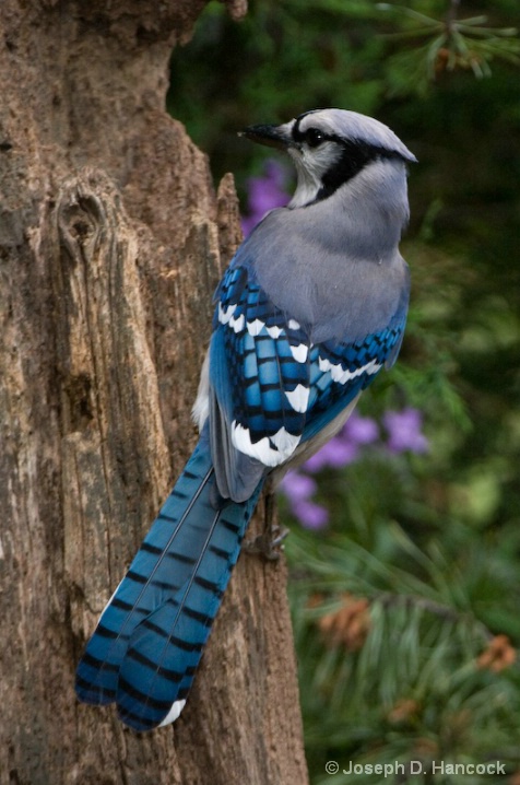 d300_3178 Blue Jay