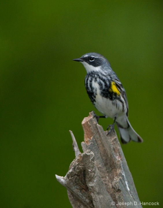 d300_3195 Yellow-Rumped Warbler