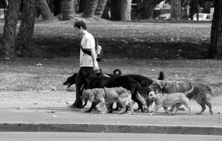 dog walker - Palermo, Buenos Aires