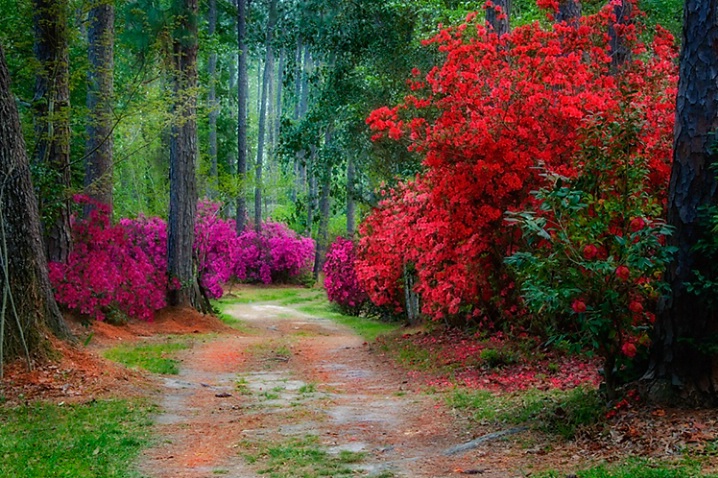 Azalea Dreams