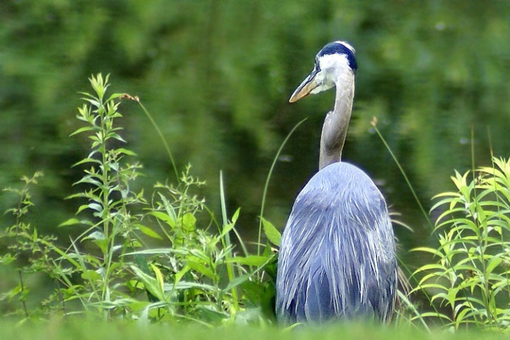 Fishing at the Pond