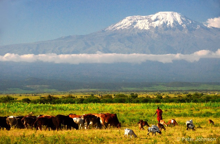 Herding Beneath Kilimanjaro - Tanzania