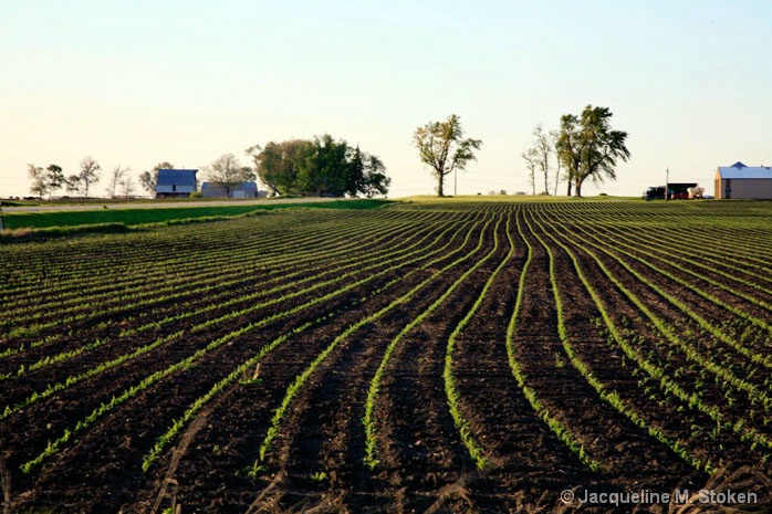 Early corn growth - 5/20/08