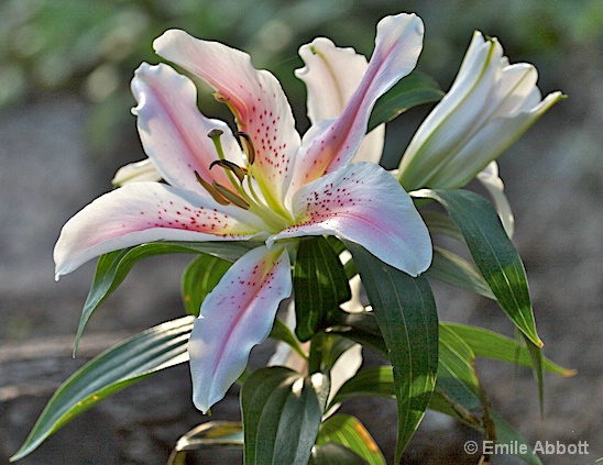 Chiaroscuro lighting on Lily