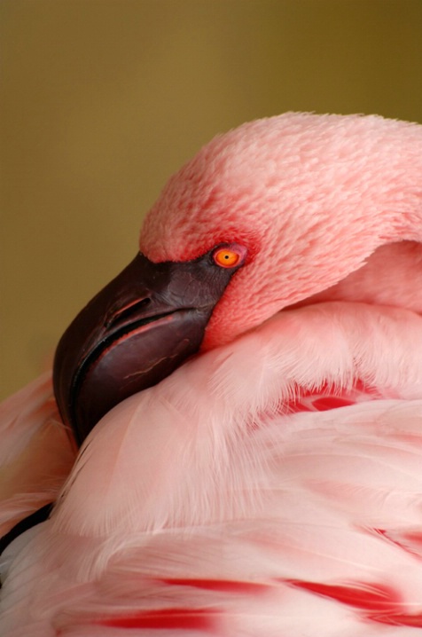 Lesser Flamingo Preening