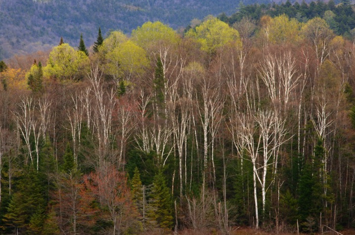 Forest landscape