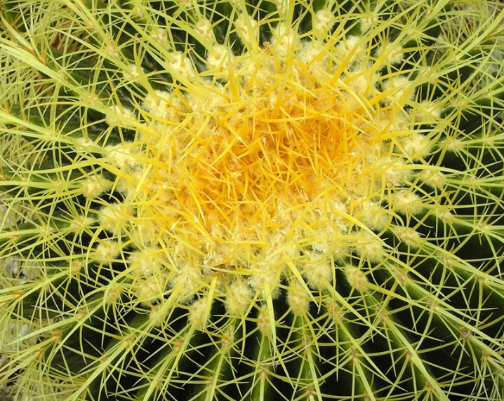 Barrel Cactus