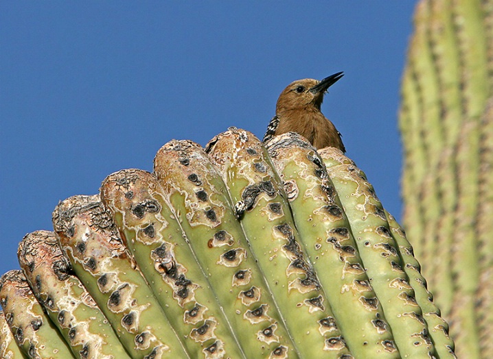 Gila Woodpecker