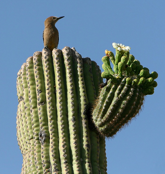 Gila Woodpecker