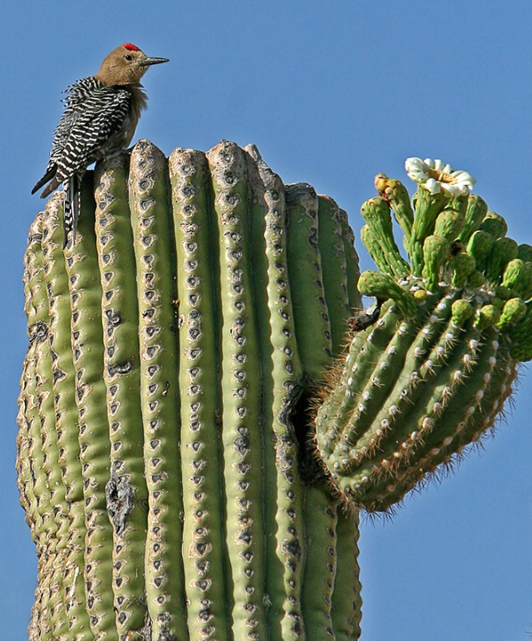 Gila Woodpecker