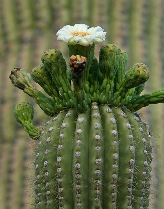 Saguaro Cactus