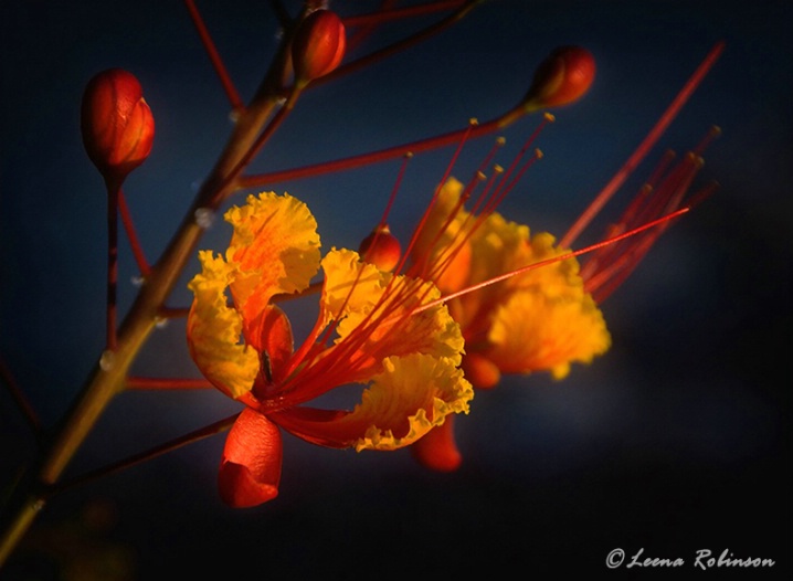 Silent Fireworks