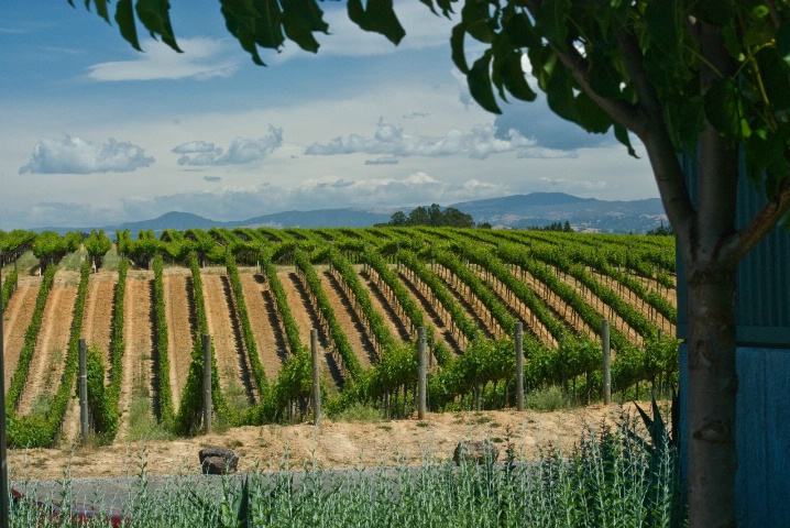 Sonoma County Vineyards, May 2008