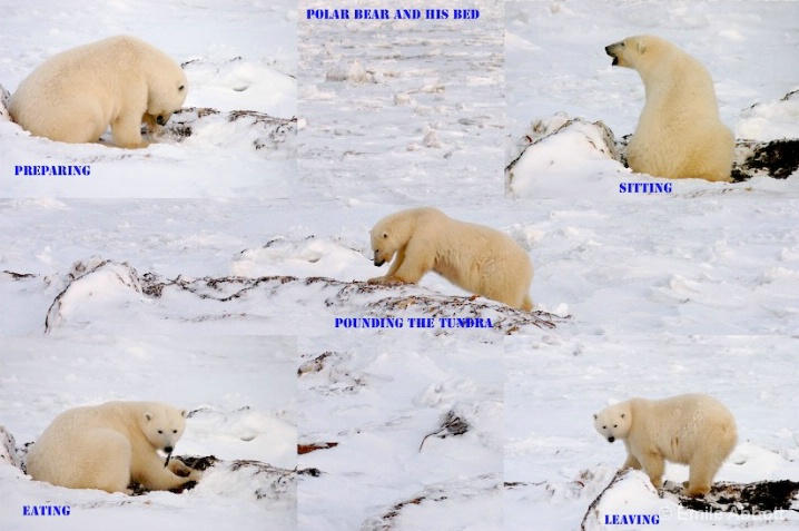 STORY OF THE POLAR BEAR BED