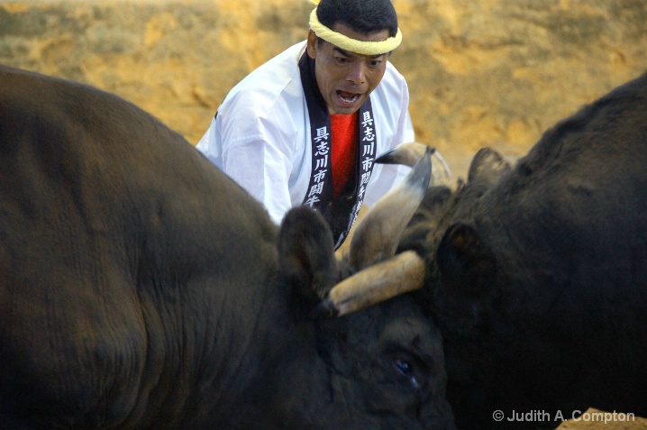 Okinawa bullfight