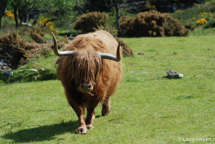 Scotland- Highland Cow