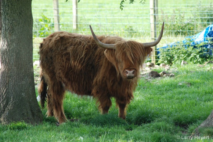 Scotland- Highland Cow- B&B near Ayr