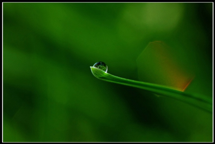 A Dew Drop