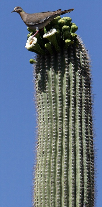 Arizona Birdfeeder