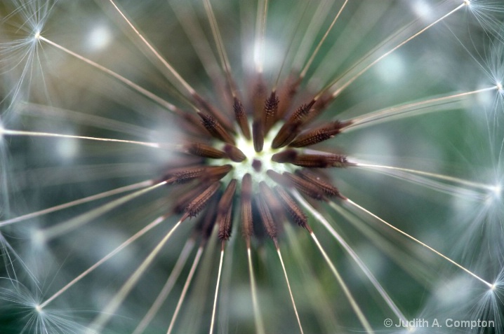 big bang theory: center of a dandelion