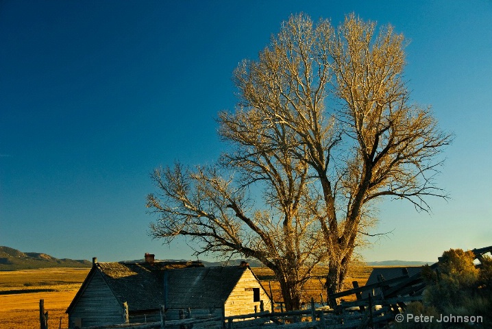 Old Farmhouse with Cottonwoods at Dusk - Utah