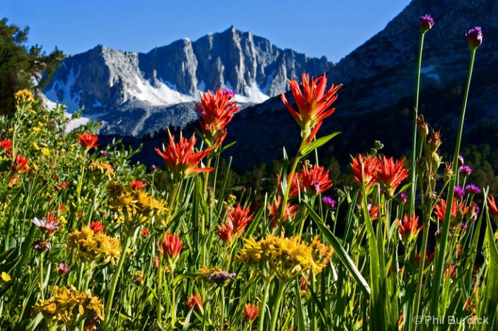 Bishop Creek Bouquet