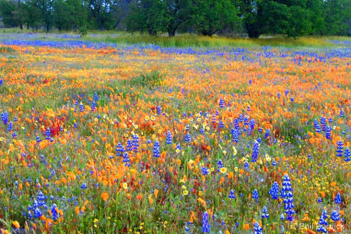 Spring Meadow