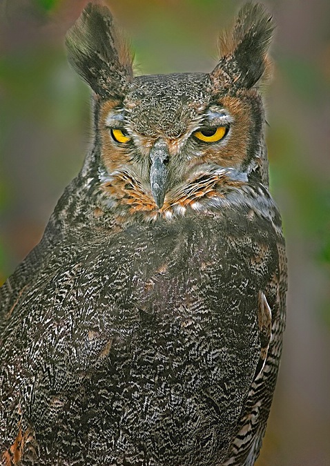 Great Horned Owl