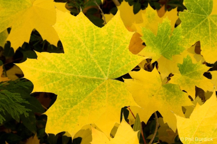 gold_leaf