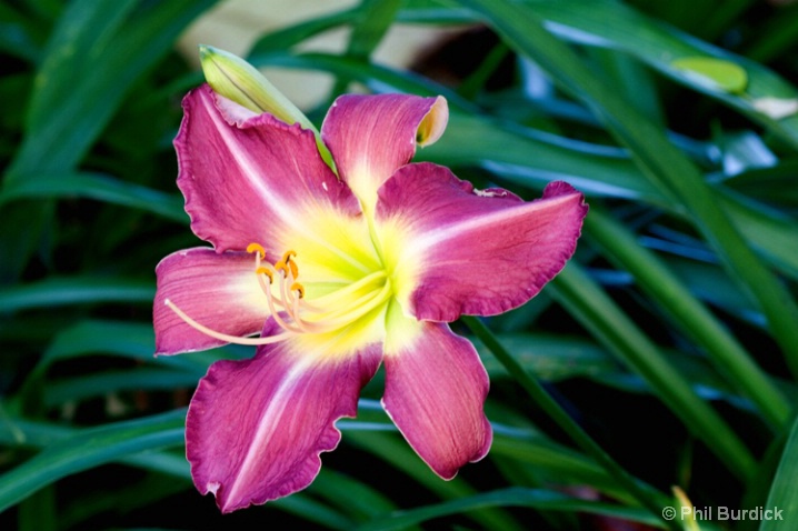 fancy_nancy_day-lily