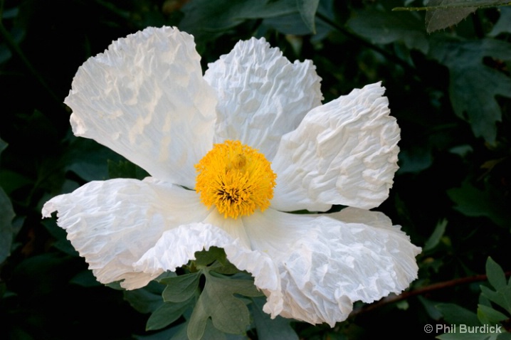 prickly_poppy