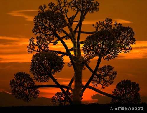 Century Plant at Sunset, Val Verde, Texas