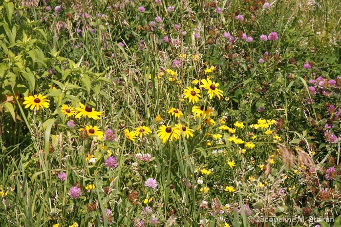 Prairie Flowers