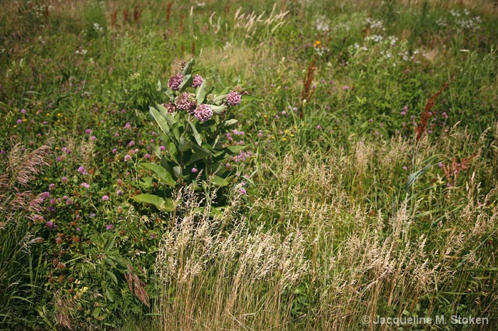 Prairie Flowers 2