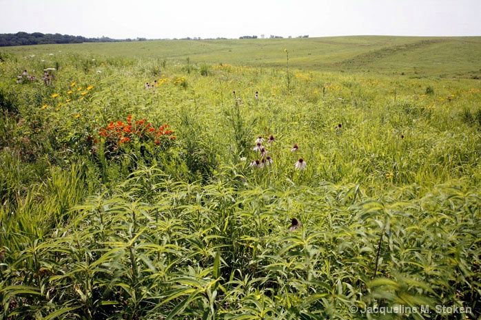 Prairie Vista