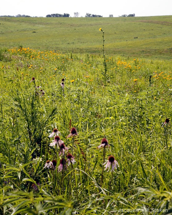 Prairie Vista 2