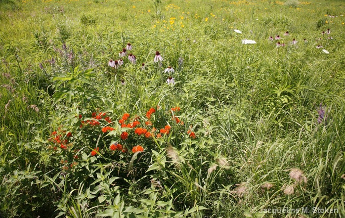 Prairie Flowers 3