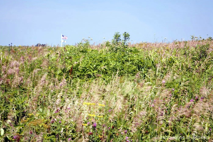 Tallgrass Prairie and American Flag