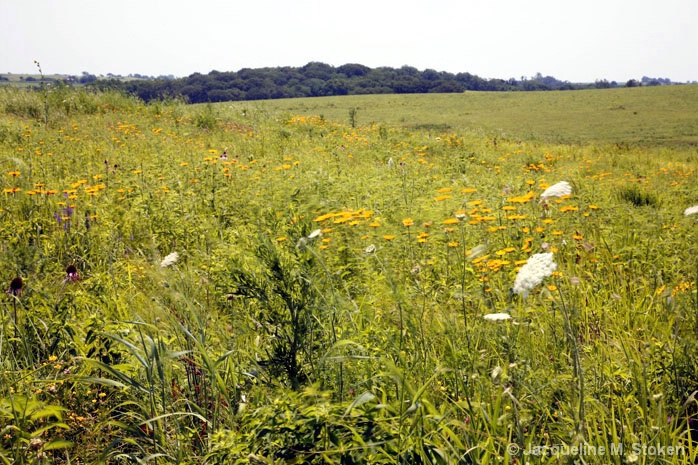Prairie Vista 3