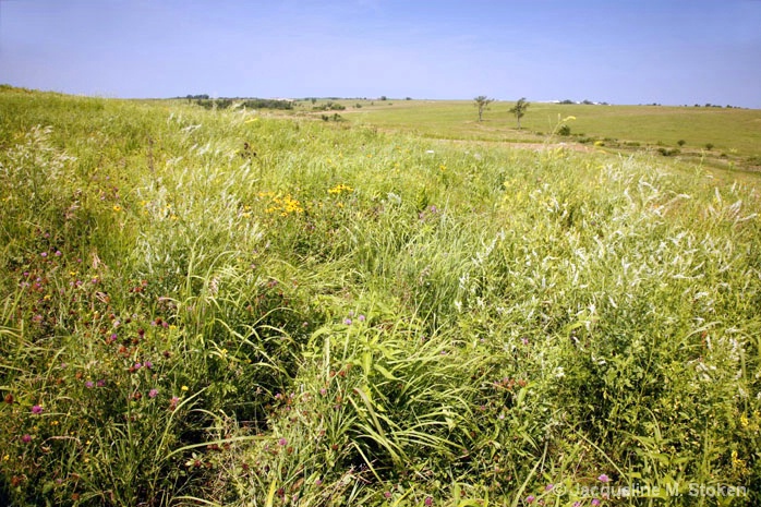 Prairie Vista 5
