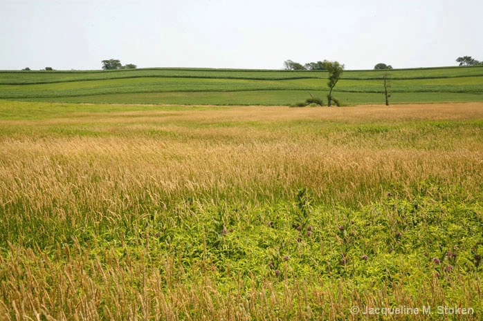 Tallgrass Prairie and Farmland