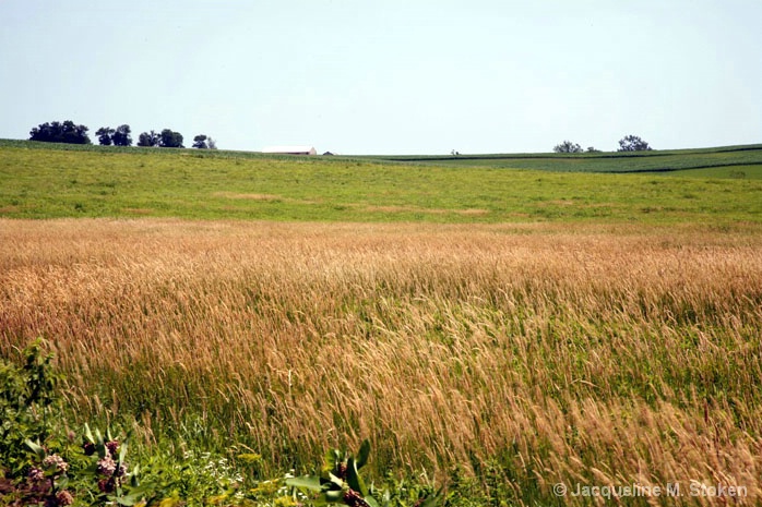 Tallgrass Prairie and Farm Crops