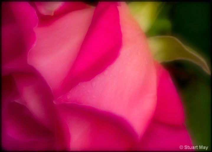 pink_rose