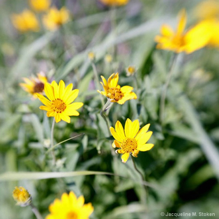 Prairie daisy