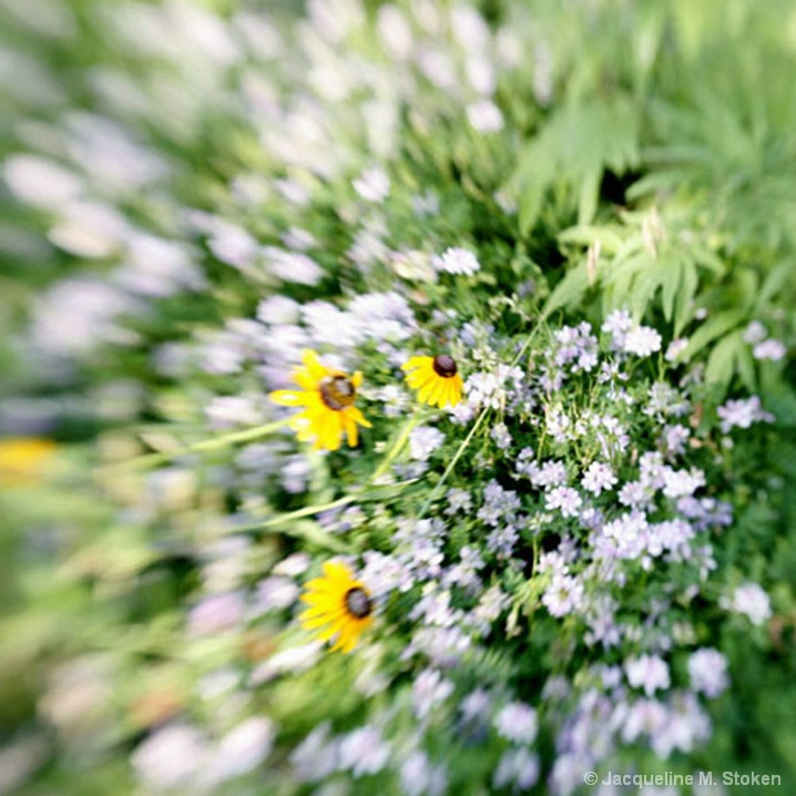 Blackeyed Susan
