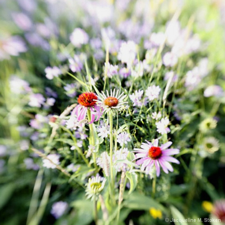 Prairie Coneflower
