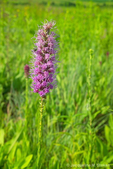 Blazing star
