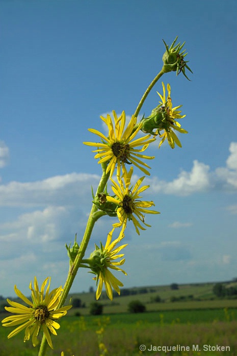 Compass plant