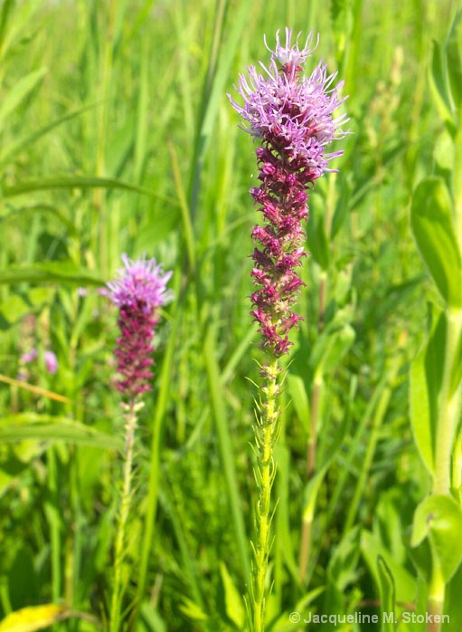 Purple prairie clover